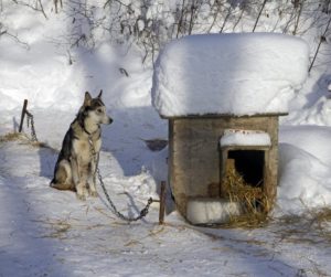 как утеплить будку для собаки на зиму сеном