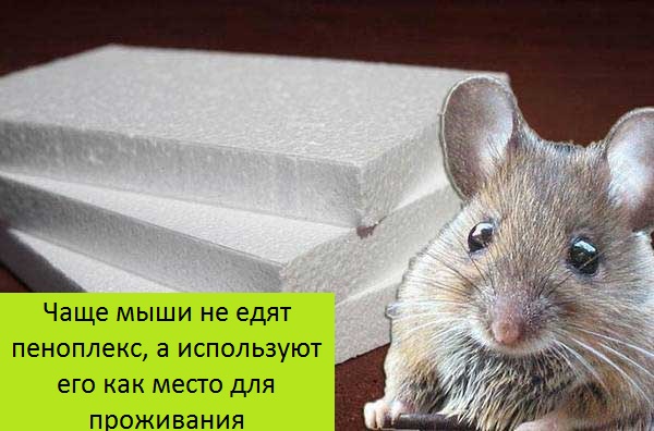 Грызут ли мыши пеноплекс: что делать, как защитить его от мышей?