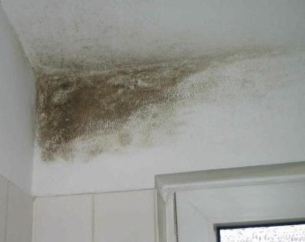 Плесень на стенах может появиться из-за неправильно обустроенной теплоизоляции
