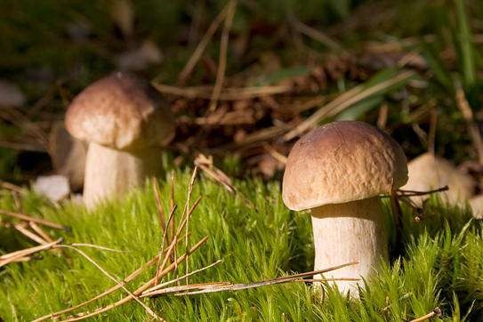 Польза и вред грибов